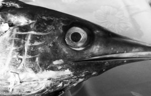 swordfish pesce spada involtini